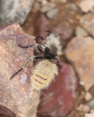 Dasymutilla connectens
