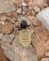Dasymutilla connectens