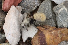 Dasymutilla connectens