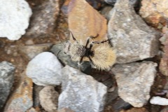 Dasymutilla connectens