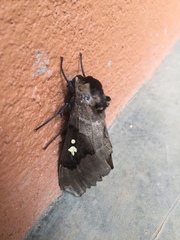 Lophostethus dumolinii