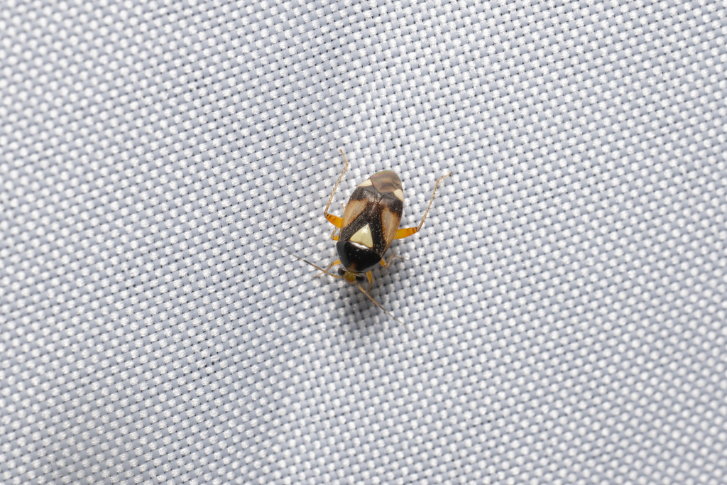 Apolygus concinnus