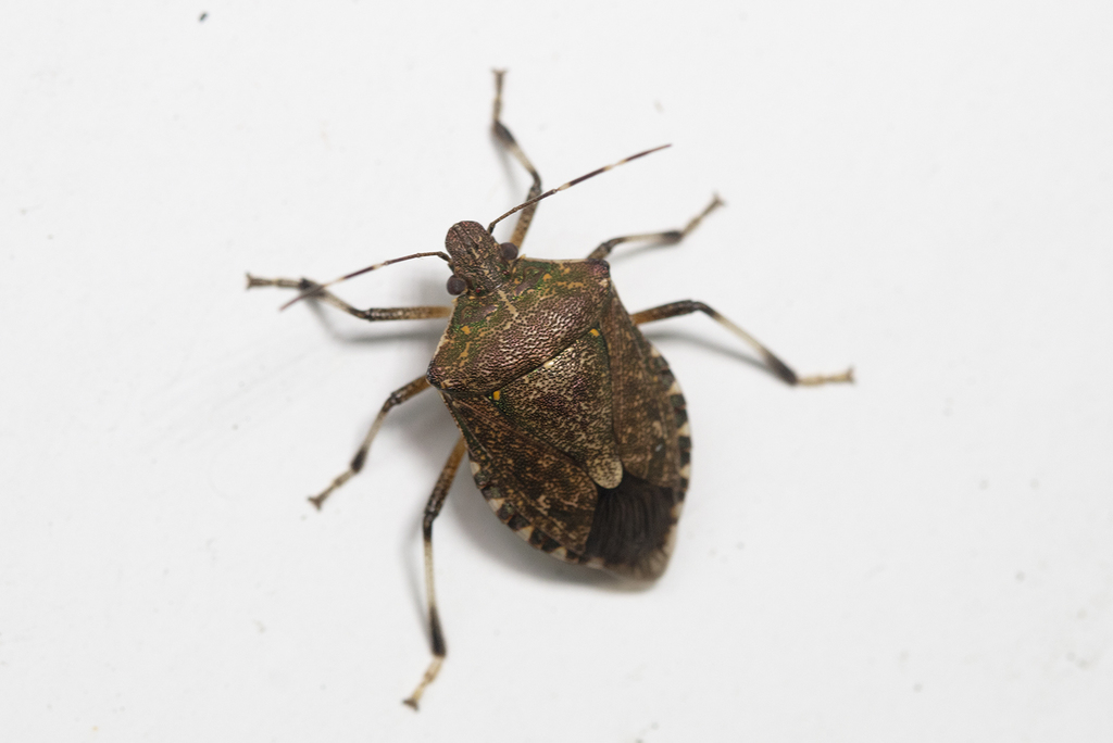 Halyomorpha