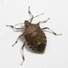 Halyomorpha - Photo (c) Stanley Chan, some rights reserved (CC BY-NC), uploaded by Stanley Chan