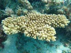 Acropora sarmentosa