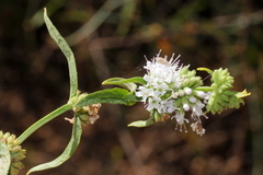 Mentha australis