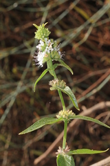 Mentha australis