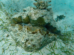 Hippopus hippopus
