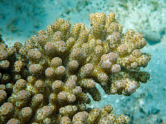 Acropora sarmentosa