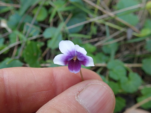 Viola banksii