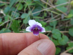 Viola banksii
