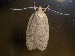 Garrha repandula