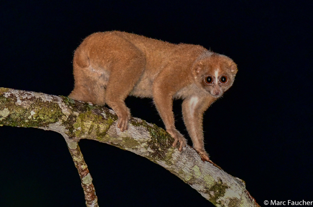 Philippine Slow Loris