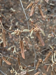 Croton pseudopulchellus