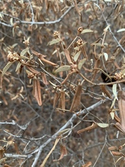 Croton pseudopulchellus