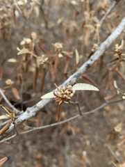 Croton pseudopulchellus
