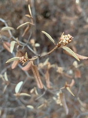 Croton pseudopulchellus