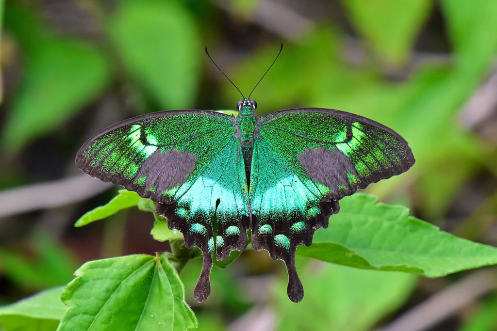 Papilio neumoegeni