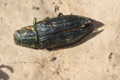 Chalcophorotaenia