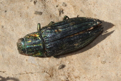 Chalcophorotaenia