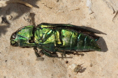 Chalcophorotaenia