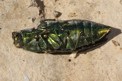Chalcophorotaenia