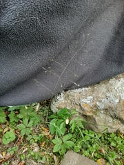Poa imbecilla