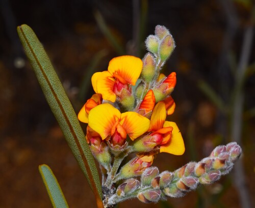 Rock Poison (Gastrolobium callistachys)