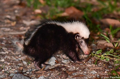Sunda Stink Badger photo 3