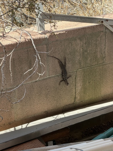 iNaturalist observation photo of Desert Spiny Lizard