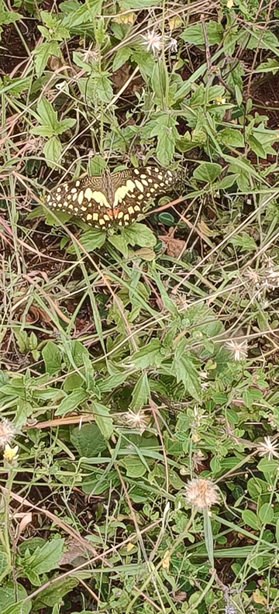 Lime Swallowtail