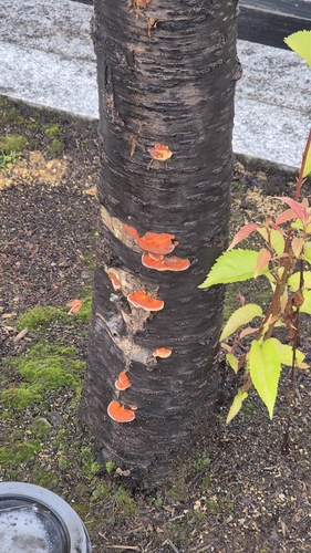 Trametes coccinea