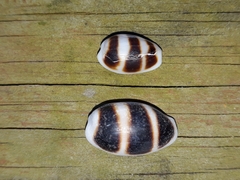 Palmadusta asellus