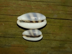 Palmadusta asellus