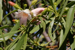 Eremophila bignoniiflora