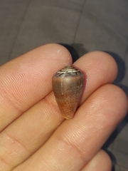 Conus aplustre
