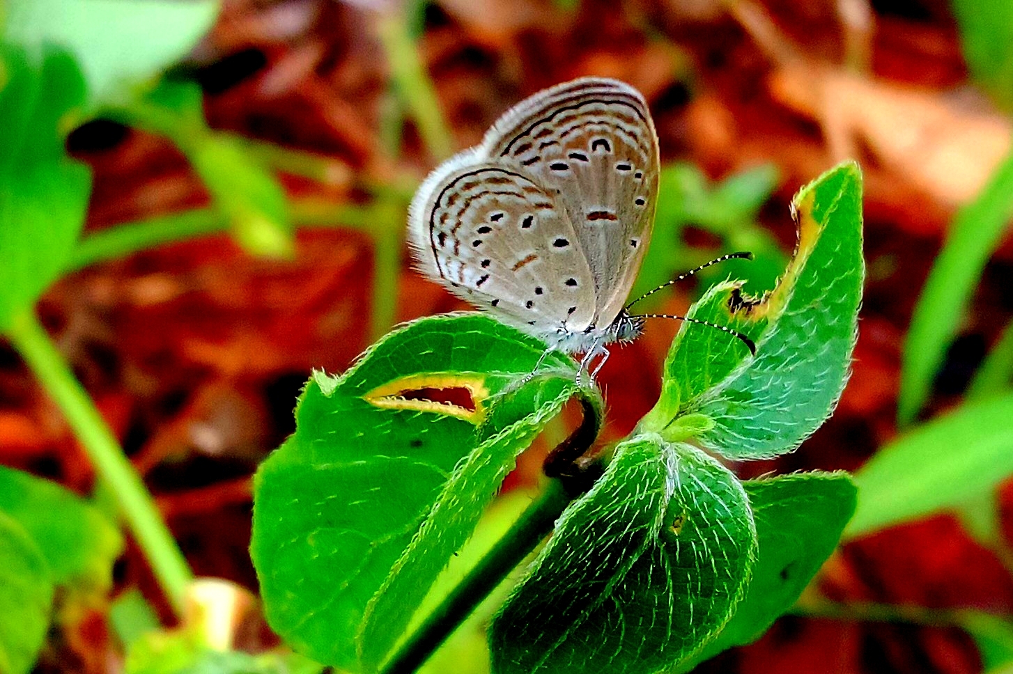Tiny Grass Blue