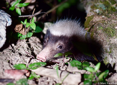 Sunda Stink Badger photo 4