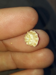 Bellastraea squamifera