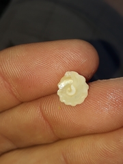 Bellastraea squamifera