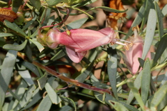 Eremophila maculata