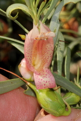 Eremophila maculata