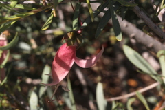 Eremophila maculata