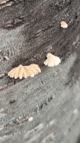 Schizophyllum commune