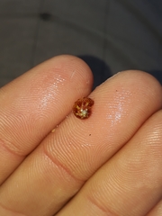 Cantharidella picturata