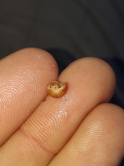 Cantharidella picturata