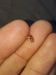 Cantharidella picturata