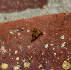 Telamonini
