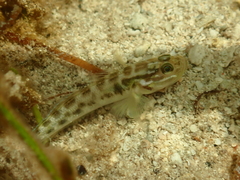 Clown Goby photo 2