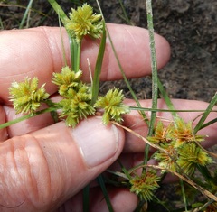 Cyperus acuminatus
